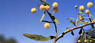 Acacia Control Agriculture And Food