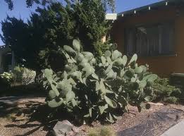 Represents the indomitable and proud texas spirit. Cactus Archives Cactus Jungle