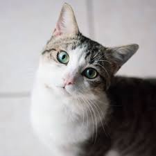 Most of these funny cat pictures taken at the right moment show that it's absolutely rewarding to chase our pet cats around with cameras all the time. White House Cat Imminent Bidens Say