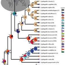 Image result for Lepidagathis randii