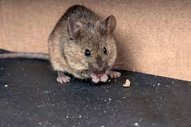 Pest control professionals will be able to assess your property and find the source of the problem quickly. Eight Ways To Get Rid Of Mice Terminix