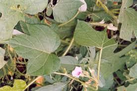 Image result for Ipomoea dichroa