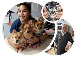 Our surgery is modern and offers an excellent standard of veterinary care. Veterinary Hospital In Maywood The Maywood Veterinary Clinic