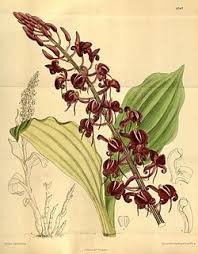 Image result for Microcharis latifolia