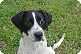 $2,500 (njy > stratford ct) hide this posting restore restore this posting. Pointer Meet Ava A Dog For Adoption Spotty Dog Lab Dogs Labrador Mix