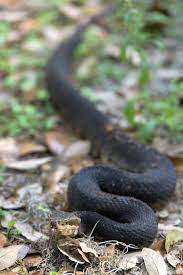 Along with snakes, dangerous spiders are also generally venomous. Six Snakes In Arkansas Are Venomous How To Protect Yourself And Them