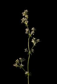 Image result for Galium scabrellum