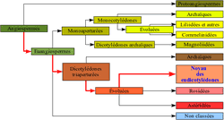 Image result for Centemopsis trinervis