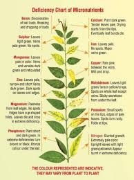 Recognize And Understand Plant Deficiencies Abc Of Agri