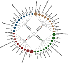 Image result for Macledium sessiliflorum