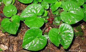 British Columbia Wildginger Wild Ginger Western Wild Ginger Asarum Caudatum Synonym Asarum Caudatum Var Caudatum
