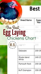 Best Egg Laying Chickens Chart Best Laying Chickens Best