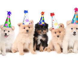 Dec 15, 2020 · additional accessories include puppy party hats, a cake serving tool and a gift box that opens and closes to store a toy ball for barbiedoll's pups. All About Puppies The Dog Gurus