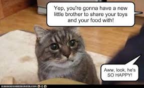 Humans Are Clueless Episode 2 546 Funny Animals With Captions Funny Animals Funny Cat Memes