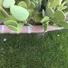 There are extraordinary medicines for the turner to eliminate grass from the land, yet they can pull the activity. For A Better Looking Summer Lawn Plant Winter Grass Correctly Amwua