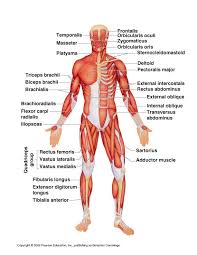 Surface anatomy (also called superficial anatomy and visual anatomy) is the study of the external features of the body of an animal. Anterior Muscle Labeling Quizizz