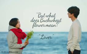 The secret meaning of the lotus flower. Flowers Meaning In Korean Dramas Scots English College Facebook