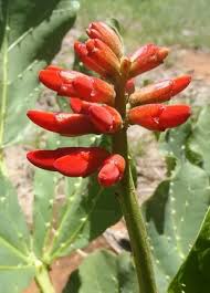 Image result for Erythrina zeyheri