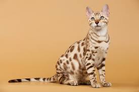 There are a few benefits to these cats, including lower price. How To Tell If Your Cat Is A Bengal Mix