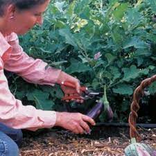 We show you why and how to make this possible, as well as determining the ideal vegetable garden size you need for your particular situation. Growing Eggplants Successfully Finegardening