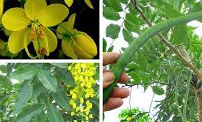 Cassia Fistula Amaltas Medicinal Uses Benefits And Properties Plant Benefits Cassia Plant Leaves