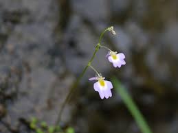 Image result for Utricularia striatula