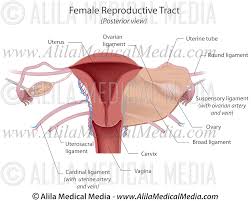 The female reproductive anatomy includes both external and internal structures. Female Reproductive System Alila Medical Images