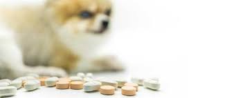 Popular canada pet care coupons. Where To Find Pet Meds Without Vet Prescription World Pet Express