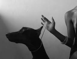Pin By Dekovil On Fashion Beauty Doberman Dogs Black Doberman Doberman