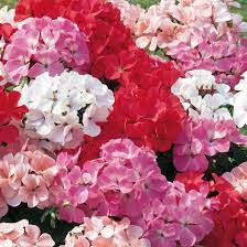 Geranium Geraniums Geranium Color Annual Bedding Plants