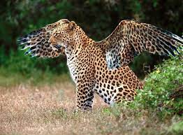 Animal Wings By Helix4 On Deviantart African Leopard Jaguar Animal Wildlife Animals
