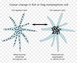 This pin was discovered by erin hepler. Let Your Light Shine Coloring Page With Animal Coloration Fish Chromatophores Clipart 312526 Pikpng