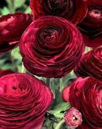 Ranunculus Tecolote Purple Ranunculus Flowers Flowers Easy To Grow Bulbs