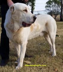Correspondingly, is alabai a good dog? Alabai Australia About Us