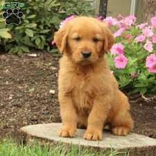Golden Retriever Puppies For Sale Greenfield Puppies In 2020 Golden Retriever Retriever Puppy Red Retriever Puppy