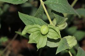 Image result for Melasma calycinum