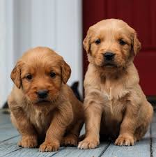 Maple Grove Kennels 添加了1 张新照片。