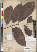 Image result for Dasylepis racemosa