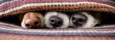 Image result for why does my dog rub his face on the carpet before eating