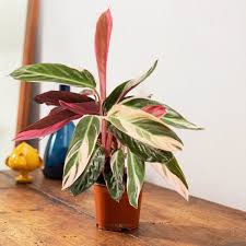 There are many different ways to have a garden and in today's world, finding out about them is easy. Calathea Stromanthe If Creative Hub Prende Il Nome Dalle Sue Foglie