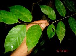 Image result for Opiliaceae