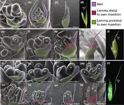 Image result for Streblochaete