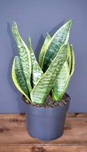 Snake Plant Variegated Sansevieria Trifasciata Futura Superba In 2021 Sansevieria Plant Plants Sansevieria