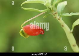 Image result for Impatiens keilii
