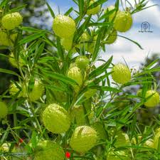 Image result for Gomphocarpus physocarpus