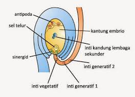 Perkembangan pada umumnya terjadi pada kebanyakaan orang dalam periode usia tertentu dicatat sebagai kecenderungan sifat perkembangan dalam periode tertentu. Pembuahan Ganda Pada Angiospermae Info Pendidikan Dan Biologi