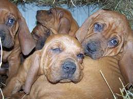 Litter Of 9 Redbone Coonhound Puppies For Sale In Smithville Ok Adn 19886 On Puppyfinder Com Gender Male S And Coonhound Puppy Redbone Coonhound Coonhound