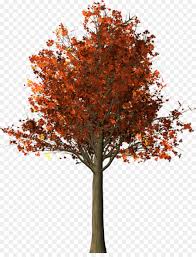 A list of freeman's maple cultivars: Autumn Tree Branch Png Download 991 1280 Free Transparent Maple Png Download Cleanpng Kisspng