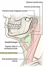 The external carotid artery provides blood supply to the scalp, face, and neck while the internal carotid artery supplies blood to the brain. Easy Notes On Common Carotid Arteries Learn In Just 4 Minutes Earth S Lab