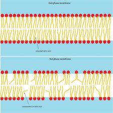 Image result for Fatty Acid